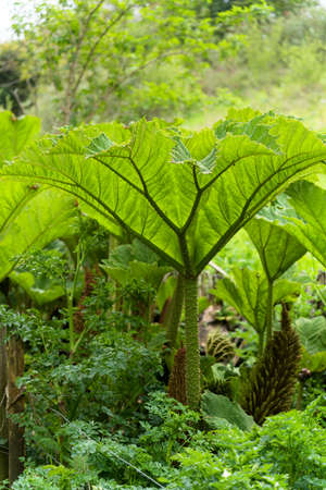 Brazilian Giant Rhubarb (Gunnera manicata) growing in springtime in Cornwallの写真素材
