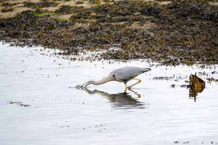 Grey Heron (Ardea cinerea) in shallow water at Restronguet Creek in Cornwallの写真素材