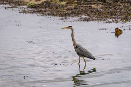 Grey Heron (Ardea cinerea) in shallow water at Restronguet Creek in Cornwallの写真素材