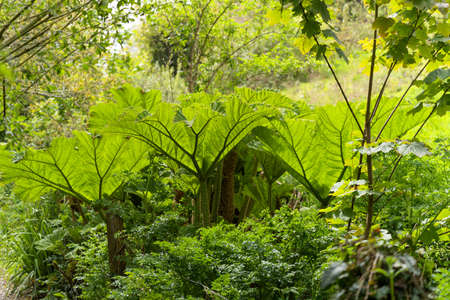 Brazilian Giant Rhubarb (Gunnera manicata) growing in springtime in Cornwallの写真素材