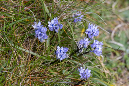 Chalk Milkwort (Polygala calcarea) flowering in springtime near Porthmeor beachの写真素材