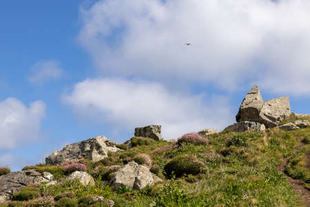Sea Pinks (Armeria) flowering in springtime at St Ives in Cornwall