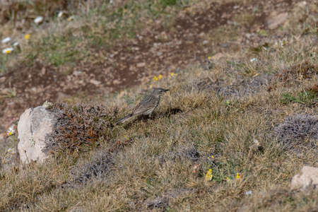 Rock Pipit (Anthus petrosus) catching flying insect in scrubland at Kynance Cove