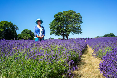 BANSTEAD, SURREY, UK - JUNE 30 : Lady standing in a Lavender field in Banstead Surrey on June 30, 2015. Unidentified peopleのeditorial素材