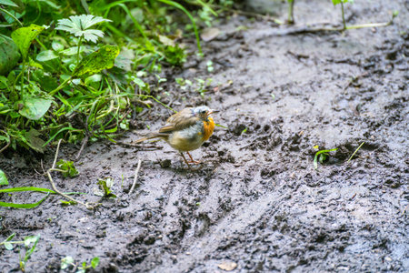 Bald headed juvenile Robin standing on a muddy path by Ellesmere Mere