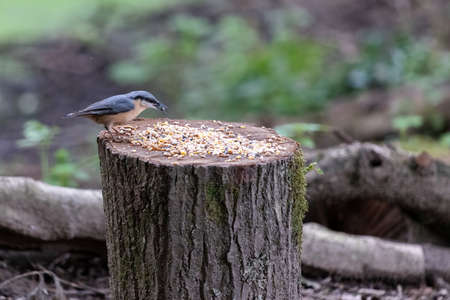 Nuthatch perched on a tree stump with a seed in its beakの写真素材