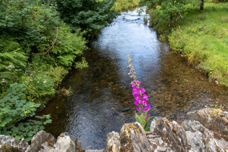 Rosebay Willowherb growing on Simonsbath old stone bridgeの写真素材