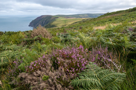 View of the Devon coastline near Combe Martinの写真素材