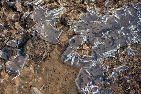 Broken ice covering a puddle at Elmley Marshes