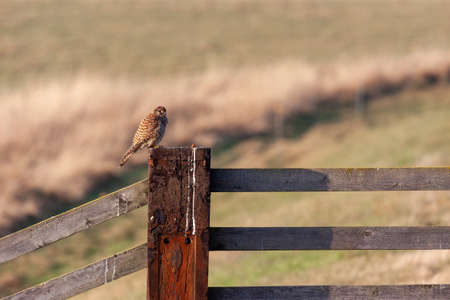 Kestrel sitting on a fence post enjoying the evening sunlightの写真素材