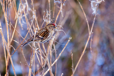 Common Redpoll (Carduelis flammea) resting on a plant stem