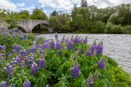 Wild Lupins (Lupinus perennis) flowering by a river in Scotalndの写真素材