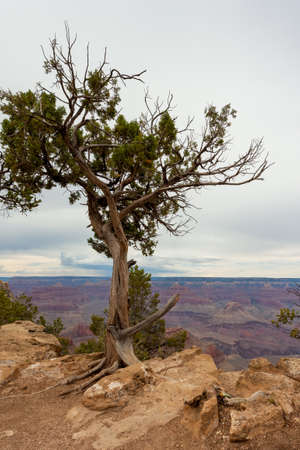 Pine tree on the edge of the Grand Canyonの写真素材