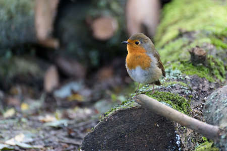 Robin looking alert perched on a tree on an autumn dayの写真素材