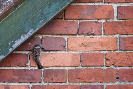 House Sparrow clinging to a brick wallの写真素材