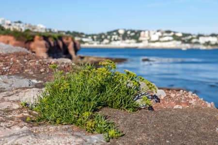 Peters Cress (Crithmum maritimum) growing on the cliffs at Broadsands Devonの写真素材
