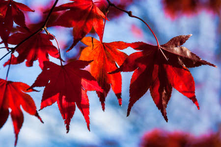 Bright red Acer leaves in the autumn sunshineの写真素材