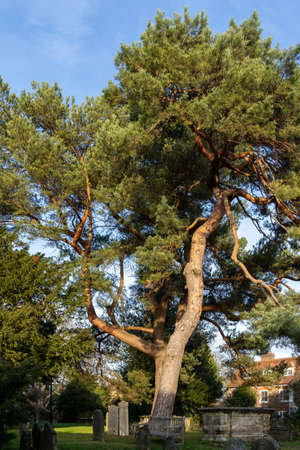EAST GRINSTEAD, WEST SUSSEX, UK - DECEMBER 9 : Magnificent Pine tree in the cemetery of St Swithun's Church, East Grinstead, West Sussex on December 9, 2021のeditorial素材