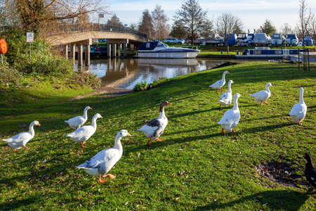 ELY, CAMBRIDGESHIRE, UK - NOVEMBER 23 : Geese walking along the River Great Ouse at Ely on November 23, 2012のeditorial素材