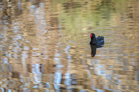 Common Moorhen (Gallinula chloropus) in colourful reflectionsの写真素材