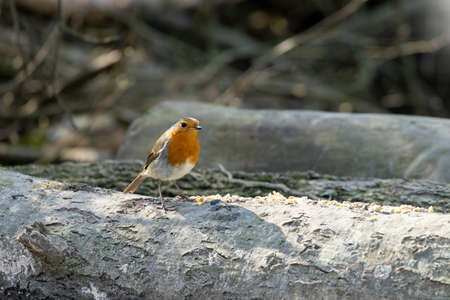 Robin standing on a log in springtime