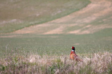 Common Pheasant walking across a field in East Grinsteadの写真素材