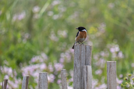 European Stonechat, Saxicola rubicola, perched on a wooden fence post by Thurlestone beach in Devon