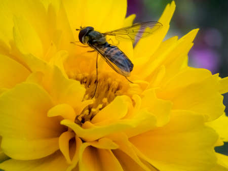 Hover Fly on a yellow flower