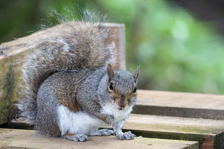 Grey Squirrel eating seed from a wooden benchの写真素材