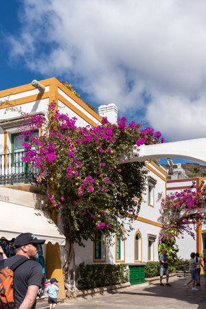 PUERTO DE MOGAN, GRAN CANARIA, CANARY ISLANDS - MARCH 7 : Bougainvillea in Puerto de Mogan Gran Canaria on March 7, 2022. Unidentified peopleのeditorial素材