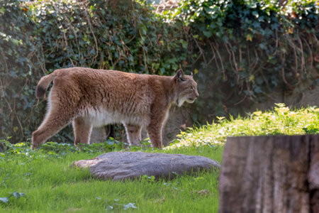 Northern Lynx walking around its domainの写真素材