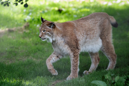 Northern Lynx walking around its domainのeditorial素材