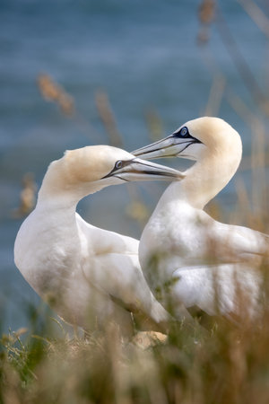 Gannets, Morus bassanus, at Bempton Cliffs in Yorkshire