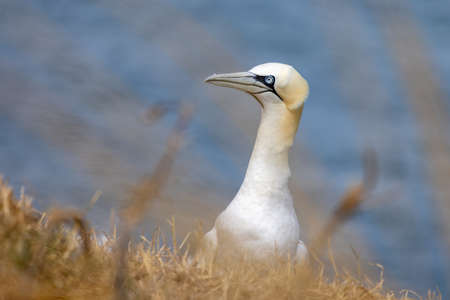 Gannet, Morus bassanus, at Bempton Cliffs in Yorkshireの写真素材
