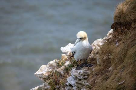 Gannet, Morus bassanus, at Bempton Cliffs in Yorkshireの写真素材