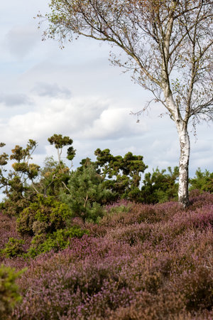 Silver Birch tree growing in heathland near Arne in Dorsetの写真素材