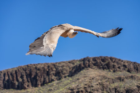 MASPALOMAS, GRAN CANARIA, SPAIN - MARCH 8 : Eurasian Griffon Vulture in flight at Palmitos Park, Maspalomas, Gran Canaria, Canary Islands, Spain on March 8, 2022のeditorial素材