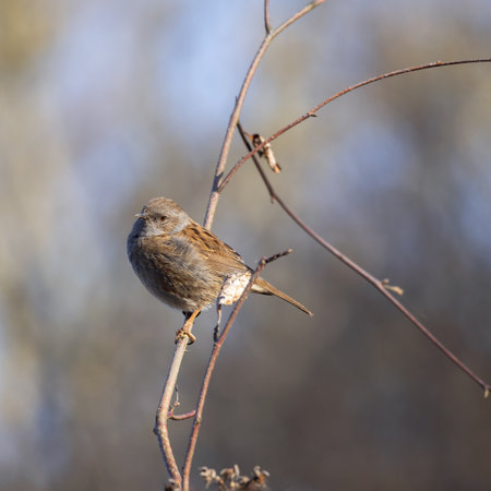 Hedge Accentor perched on a bramble in Sussexの写真素材