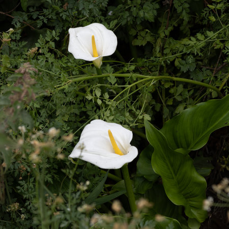 Peace Lillies , Cala paiustris, flowering in Polzeath Cornwallの写真素材