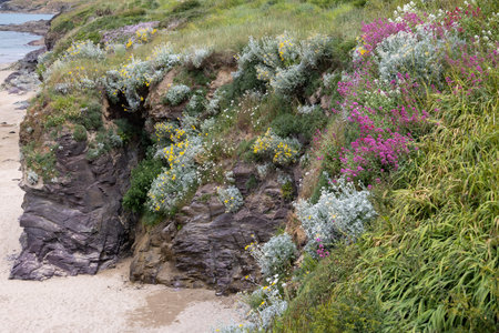 Various wildflowers growing on the cliff edge in Polzeath Cornwall