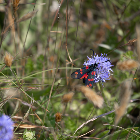 Six-spot Burnet moth, Zygaena filipendulae, feeding on a cornflower at Trevose Head in Cornwallの写真素材