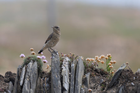 Rock Pipit, Anthus petrosus, resting on a stone wall near Padstowの写真素材