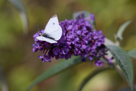 Small White butterfly, Pieris rapae, feeding on a Buddleia