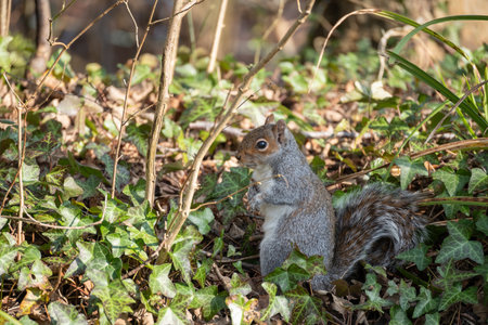 Watchful Grey Squirrel, Sciurus carolinensis, sitting among the Ivyの写真素材
