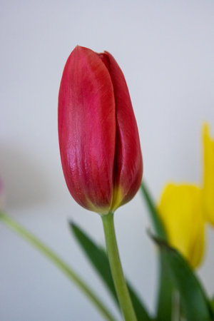 Vibrant colourful Tulip flowering in springtime