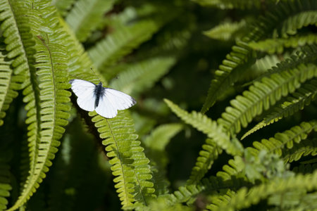 Small White, Pieris rapae, resting on a fern in the spring sunshine in Scotlandの写真素材