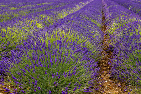 Commercially grown Norfolk Lavender at Heacham in West Norfolk, UKの写真素材