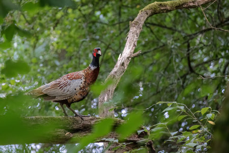 Common Pheasant, phasianus colchicus, resting in a tree in summertimeの写真素材