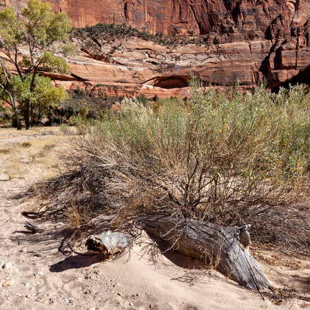 Dead tree in Zion National Park Utahの写真素材