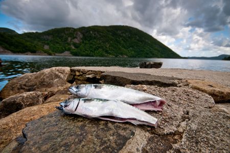 Raw fishの写真素材